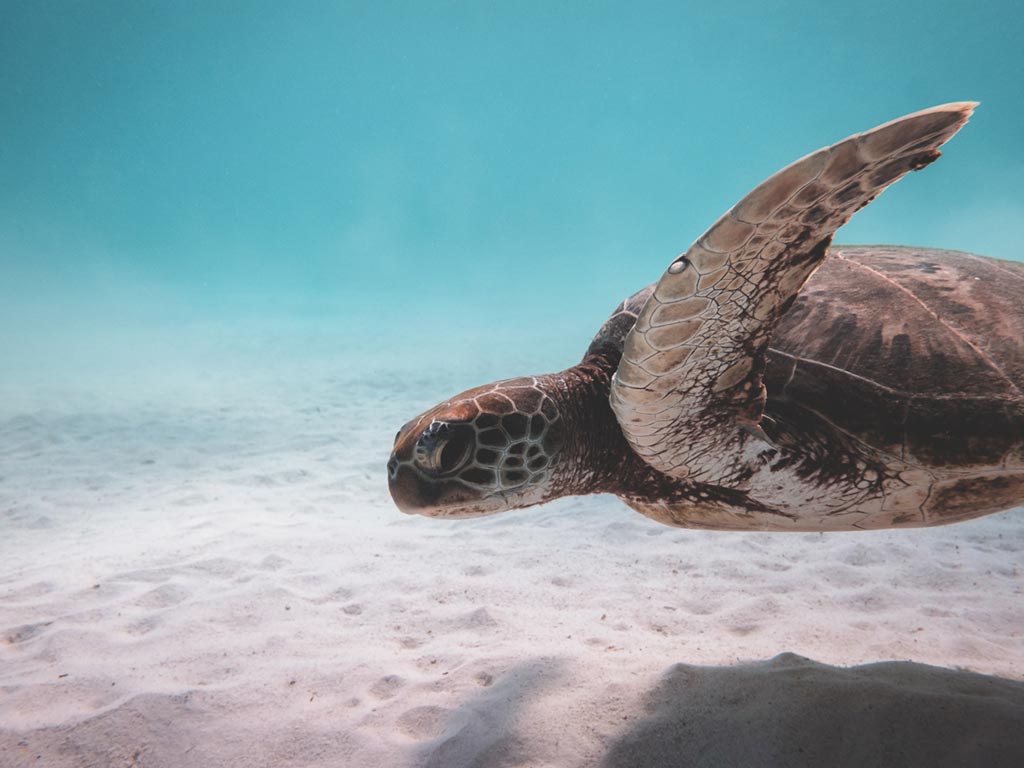 PRESERVING THE BLUE HEART OF OUR PLANET